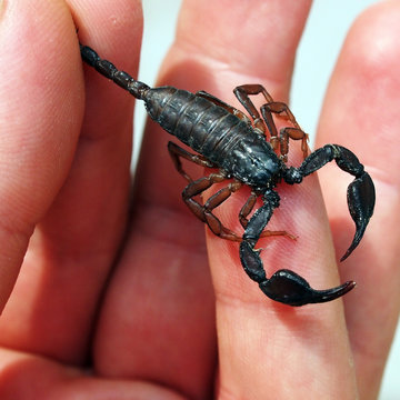 Italian scorpion (Euscorpius italicus) handled by an expert 
