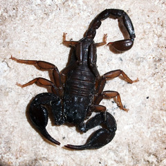 Italian scorpion (Euscorpius italicus) wandering on marble