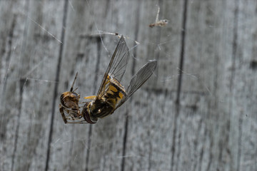 Hoverfly and garden spider
