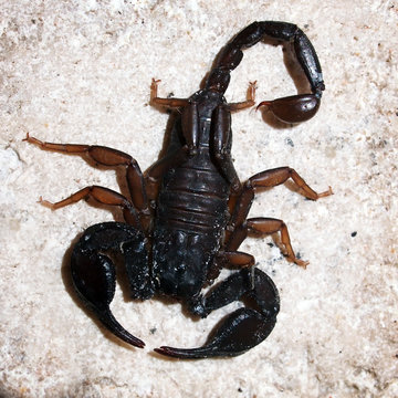 Italian scorpion (Euscorpius italicus) wandering on marble