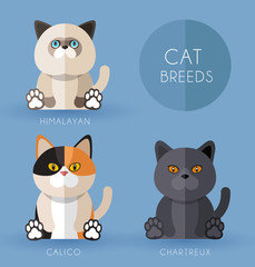 Cat Breeds : Vector Illustration