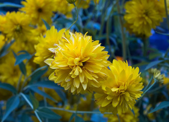 Yellow chrysanthemums in the flowerbed. Flowers and gardens