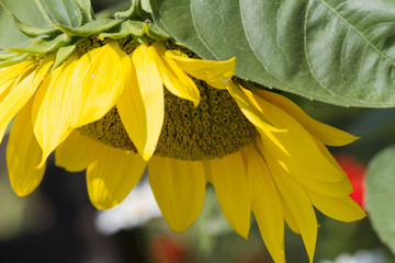 Fototapeta na wymiar sunflower in the garden