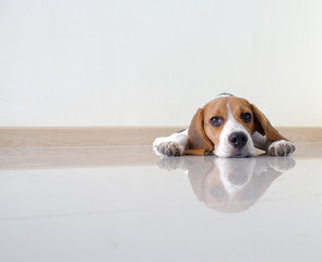 Portrait cute beagle puppy dog