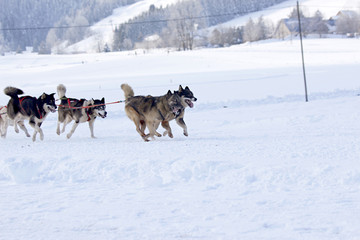 Husky Sled Dogs Running In Snow