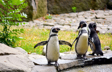 Adorable penguin spread its wings and poses. Stock photo.