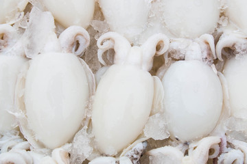 Squid in the seafood market