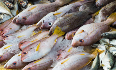various kind of fish on the ice