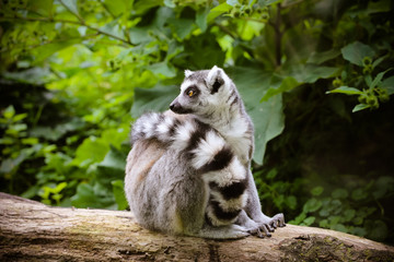 Nahaufnahme von einem Katta (Lemur catta)