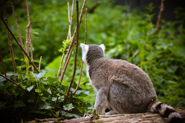 Nahaufnahme von einem Katta (Lemur catta)