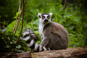 Nahaufnahme von einem Katta (Lemur catta)