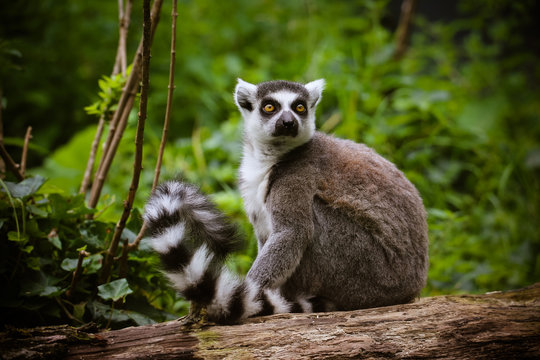 Nahaufnahme von einem Katta (Lemur catta)