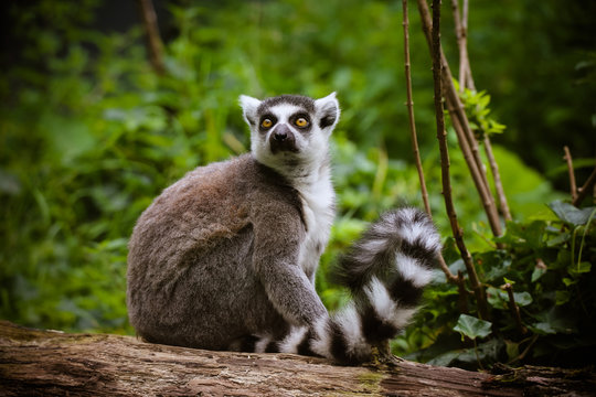 Nahaufnahme von einem Katta (Lemur catta)
