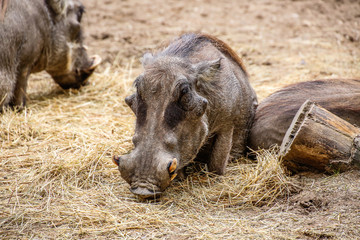 Warzenschwein (Phacochoerus africanus) in Nahaufnahme