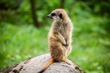 Nahaufnahme von einem Erdmännchen (Suricata suricatta)