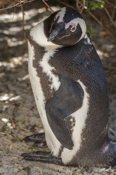 African Pinguin posing 