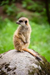 Nahaufnahme von einem Erdmännchen (Suricata suricatta)