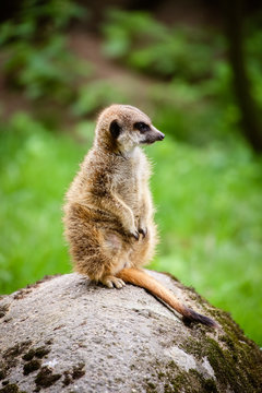 Nahaufnahme von einem Erdm&auml;nnchen (Suricata suricatta)