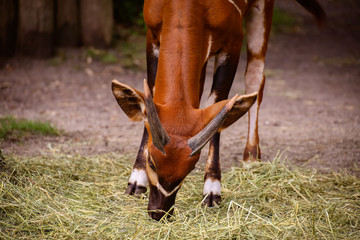 Nahaufnahme von einem Bongo (Tragelaphus euryceros isaaci)