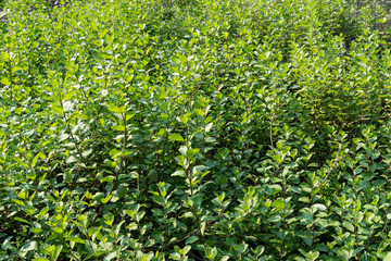 Vitex rotundifolia