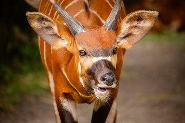 Nahaufnahme von einem Bongo (Tragelaphus euryceros isaaci)