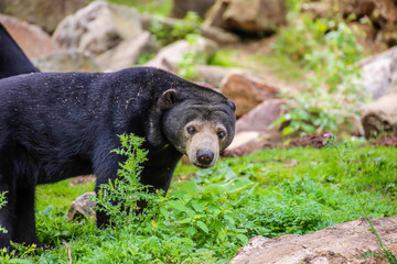 Nahaufnahme von einem Malaienb&auml;r (Helarctos malayanus)