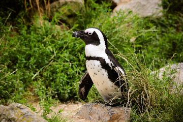 Brillenpinguin (Spheniscus demersus) in Nahaufnahme