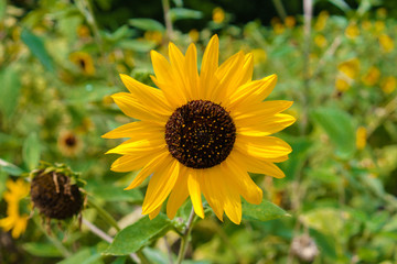 Sunflower