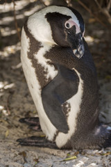 An african penguin posing