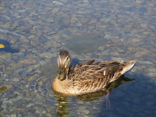 Ente auf See