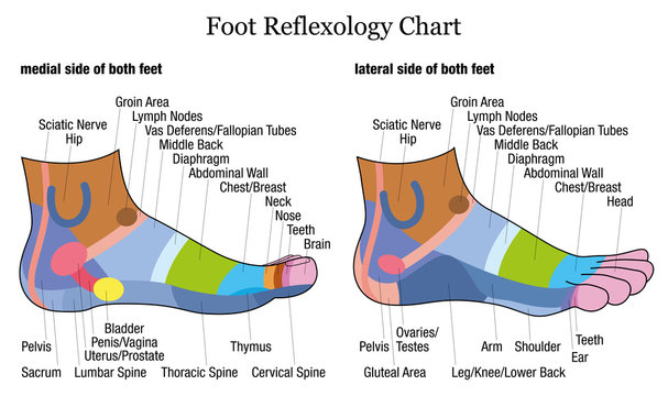 Foot reflexology chart - medial-inside and lateral-outside view of the feet - with description of corresponding internal organs and body parts. Vector illustration on white background.