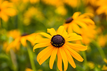gelbe blume rudbeckia
