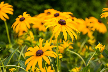 gelbe blume rudbeckia
