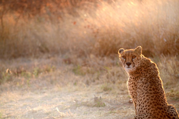 feline eyes © t_red