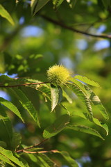 The chestnut in case which is still small and blue.