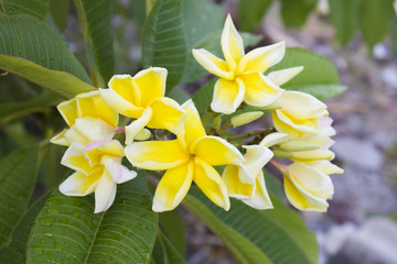 Plumeria (frangipani) flowers on tree
