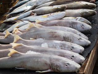 small sharks in the fish market