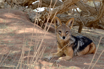 jackal like a dog
