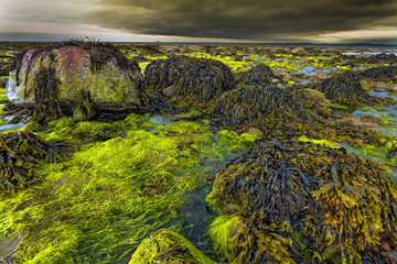 Irland Küste Algen