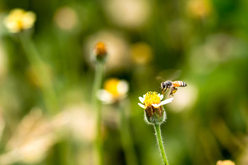 Bee flying to the flower.