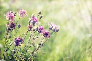 forest flower