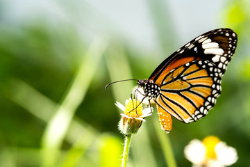 butterfly on flower
