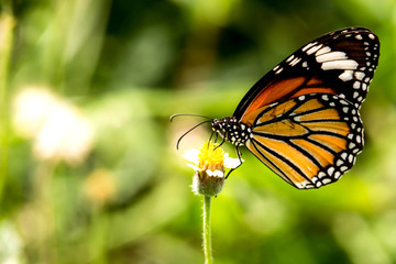 butterfly on flower