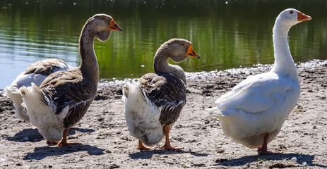 three_geese_on_the_river