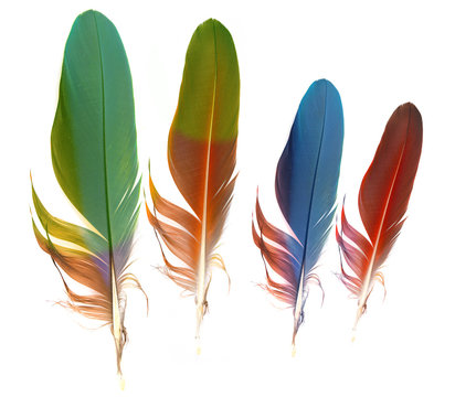 feathers on white background