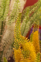 Eremurus, dessert candles - selective focus