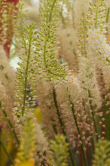 Eremurus, dessert candles - selective focus