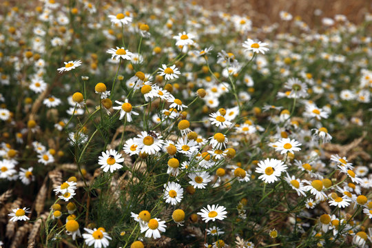 Fleur