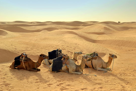Верблюды отдыхают в Сахаре