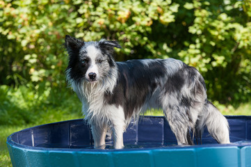 Hund im Hundepool